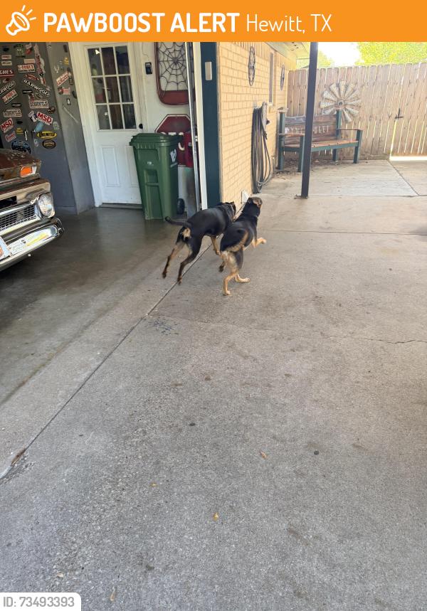 Found/Stray Unknown Dog last seen Alamosa, Hewitt, TX 76643