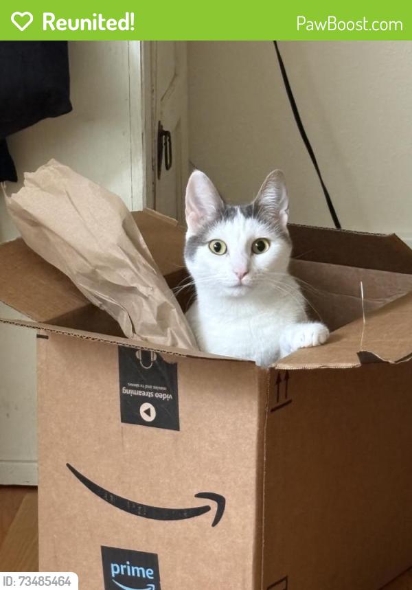 Reunited Female Cat last seen Near 10th Ave NE, Shoreline, WA 98155, USA, Shoreline, WA 98155