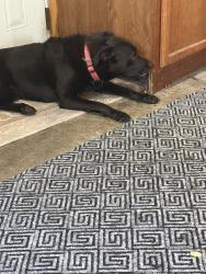Reunited Female Dog last seen West De Pere, De Pere, WI 54115