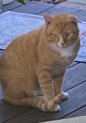 Lost Male Cat last seen Ideal Pet Care, Richlands, NC 28574