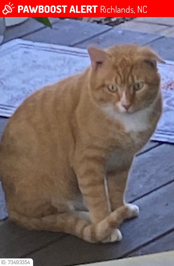Lost Male Cat last seen Ideal Pet Care, Richlands, NC 28574
