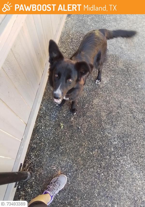 Found/Stray Female Dog last seen Lonesome Dove Lane, Midland, TX 79705