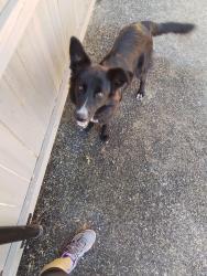 Found/Stray Female Dog last seen Lonesome Dove Lane, Midland, TX 79705