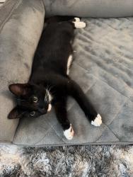 Reunited Unknown Cat last seen UWharrie St/Old Farmer Rd, Asheboro, NC 27203
