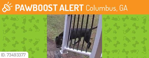 Found/Stray Unknown Dog last seen dewey court and lead more dr maybe near the creek off weems road, Columbus, GA 31909