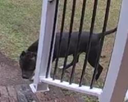 Found/Stray Unknown Dog last seen dewey court and lead more dr maybe near the creek off weems road, Columbus, GA 31909