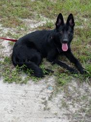 Found/Stray Unknown Dog last seen Corrigan drive and Brighton, Deltona, FL 32738