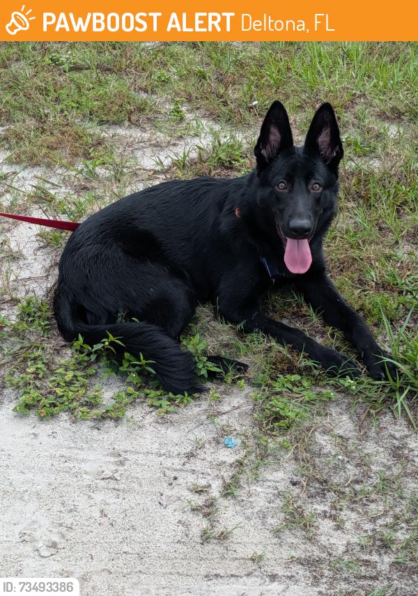 Found/Stray Unknown Dog last seen Corrigan drive and Brighton, Deltona, FL 32738
