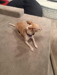 Reunited Male Dog last seen Mckellips and Lindsay, Mesa, AZ 85213