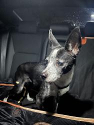 Found/Stray Female Dog last seen University and 101, Tempe, AZ 85282