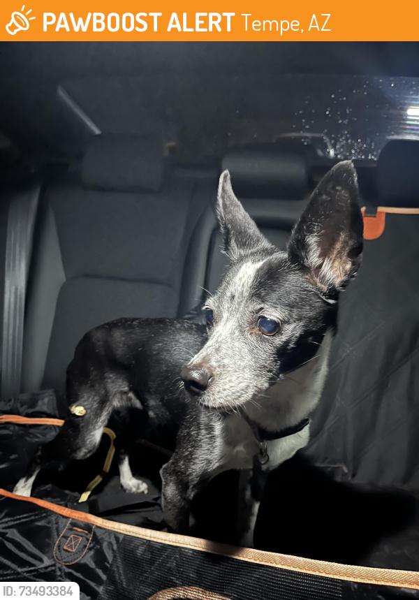 Found/Stray Female Dog last seen University and 101, Tempe, AZ 85282