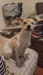 Lost Female Dog last seen Aeroporto Internacional de Congonhas, Sao Paulo e regiao, Campo Belo, SP 04626-911