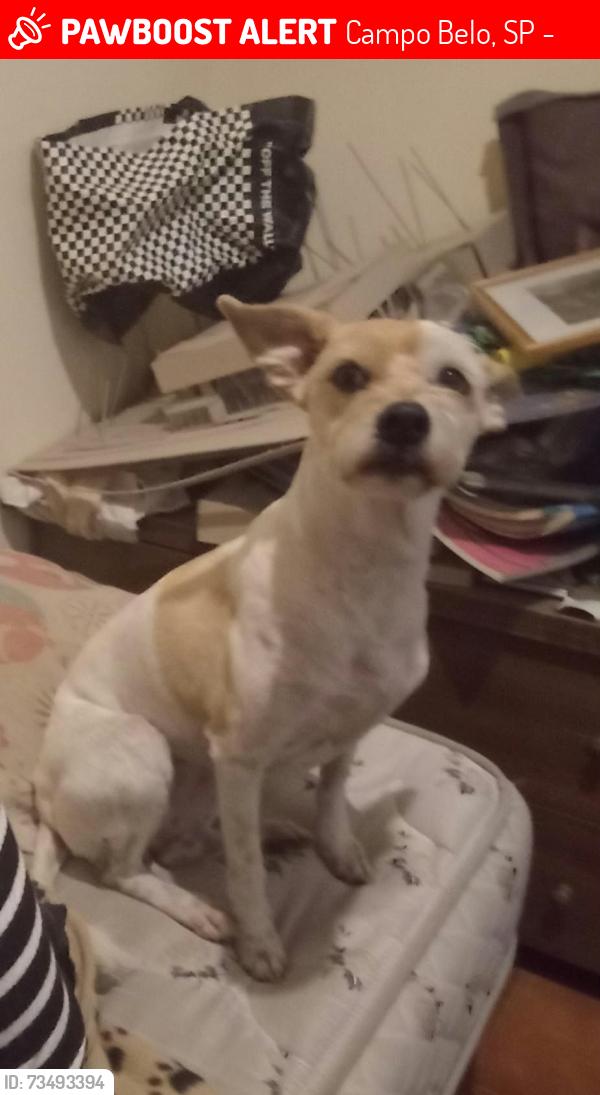 Lost Female Dog last seen Aeroporto Internacional de Congonhas, Sao Paulo e regiao, Campo Belo, SP 04626-911