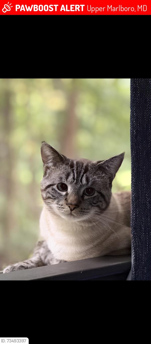 Lost Male Cat last seen Near Old Marlboro PikeUpper Marlboro, Upper Marlboro, MD 20772