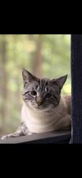 Lost Male Cat last seen Near Old Marlboro PikeUpper Marlboro, Upper Marlboro, MD 20772