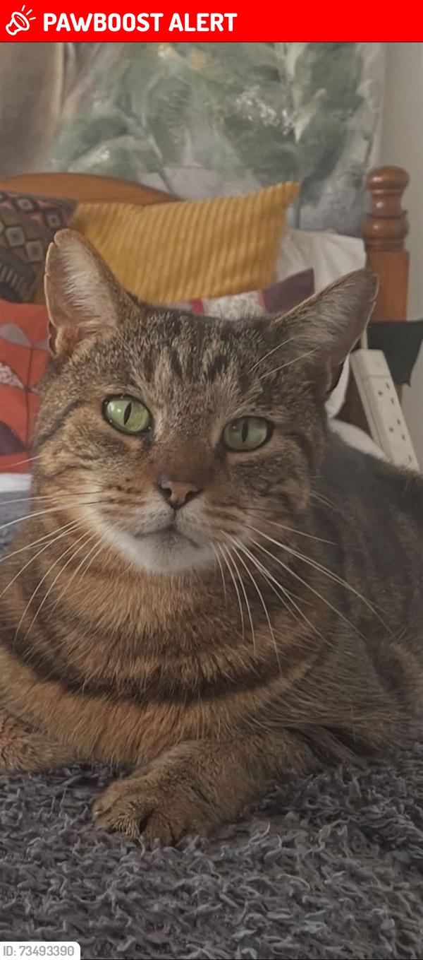 Lost Male Cat last seen Whitehill est cb5, Cambridgeshire, England CB5 8NL