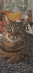 Lost Male Cat last seen Whitehill est cb5, Cambridgeshire, England CB5 8NL