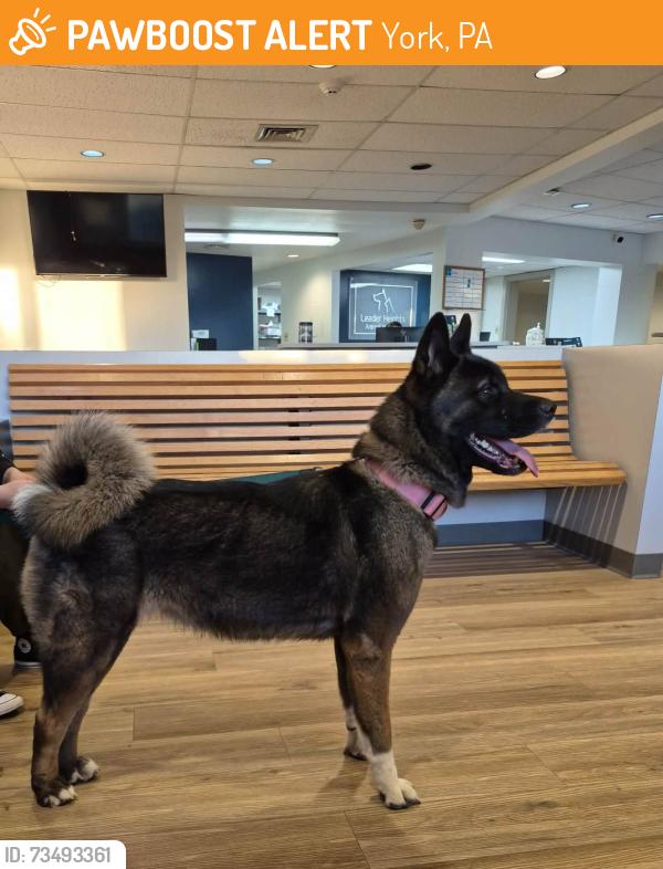 Found/Stray Female Dog last seen Windsor St, York, PA 17403