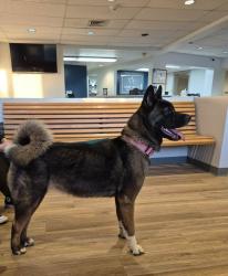 Found/Stray Female Dog last seen Windsor St, York, PA 17403