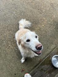 Found/Stray Unknown Dog last seen Clipper Bay Drive and Mystic Cove Drive off of Shore, Virginia Beach, VA 23455