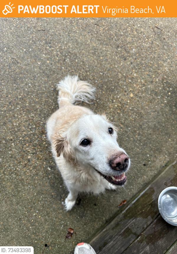 Found/Stray Unknown Dog last seen Clipper Bay Drive and Mystic Cove Drive off of Shore, Virginia Beach, VA 23455