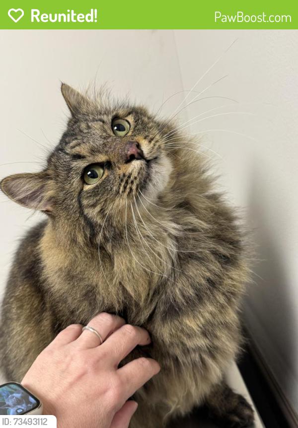 Reunited Unknown Cat last seen Near Fair Ave Delaware, Ohio 43015, Delaware, OH 43015