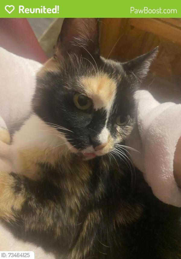 Reunited Female Cat last seen Jason road, Greensboro, NC 27405
