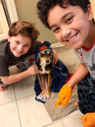 Reunited Male Dog last seen Cypress Farms Ranch Road, Houston, TX 77429