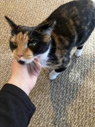 Lost Female Cat last seen Bradford Ma - Dalton Ave and South Williams, Haverhill, MA 01835