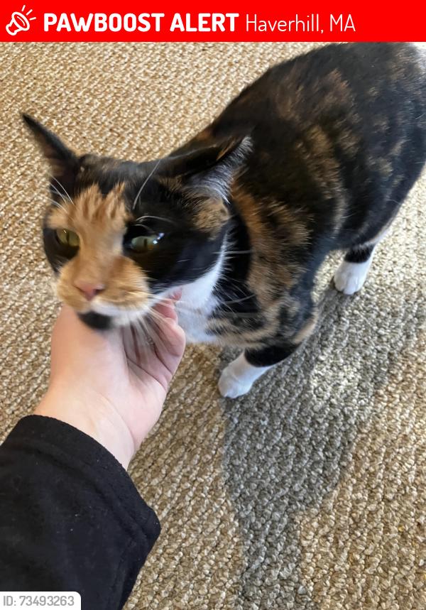 Lost Female Cat last seen Bradford Ma - Dalton Ave and South Williams, Haverhill, MA 01835