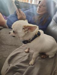 Found/Stray Male Dog last seen Zane Ave, Minneapolis, MN 55443