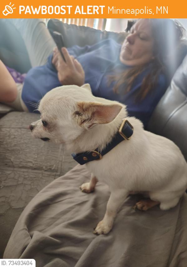 Found/Stray Male Dog last seen Zane Ave, Minneapolis, MN 55443