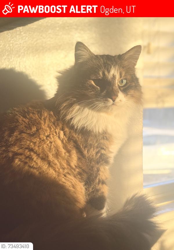 Lost Female Cat last seen Near East, Ogden, UT 84414