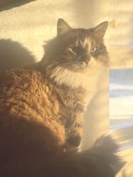 Lost Female Cat last seen Near East, Ogden, UT 84414
