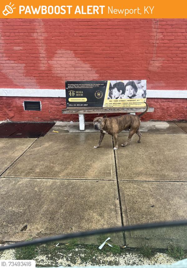 Found/Stray Unknown Dog last seen 7th, Newport, KY 41071
