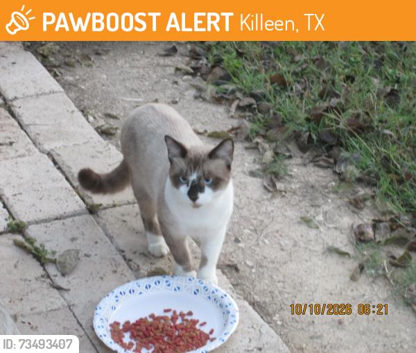 Found/Stray Male Cat last seen NorthW.S. Young Drive, Killeen, TX 76543