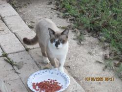 Found/Stray Male Cat last seen NorthW.S. Young Drive, Killeen, TX 76543
