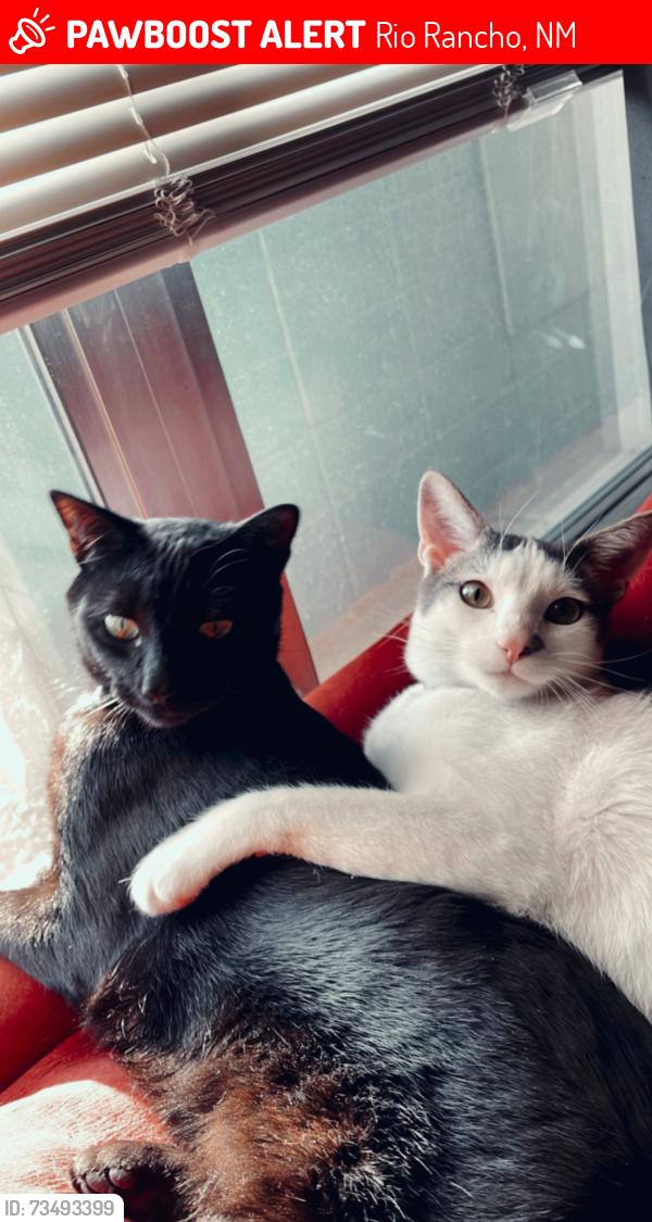 Lost Female Cat last seen Near Clayton Drive Ne, Rio Rancho, NM 87144