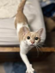 Reunited Female Cat last seen Near E Waterloo Rd, Arcadia, OK 73007, USA, Arcadia, OK 73007