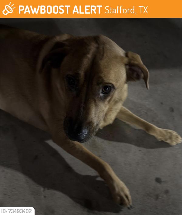 Found/Stray Female Dog last seen Near south main st, Stafford, TX 77477