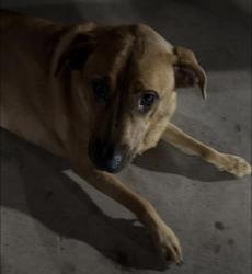 Found/Stray Female Dog last seen Near south main st, Stafford, TX 77477
