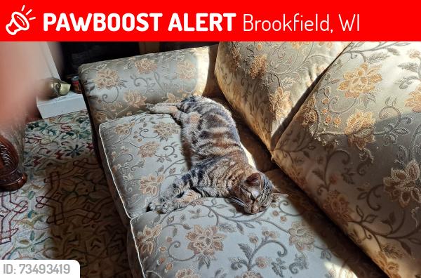 Lost Male Cat last seen Brentwood, Brookfield, WI 53005