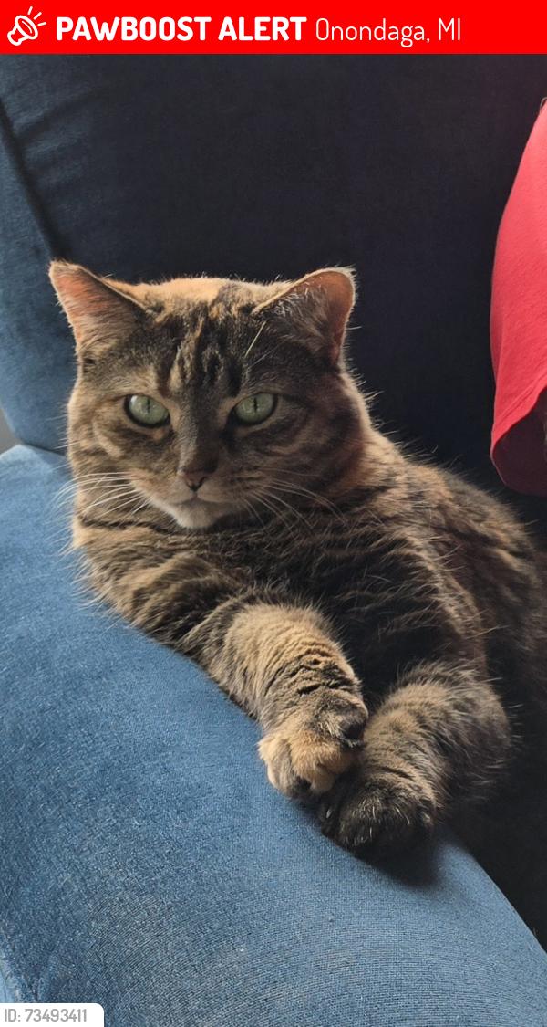 Lost Female Cat last seen Bellevue and Onondaga Rd, Onondaga, MI 49264