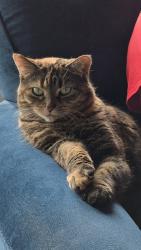 Lost Female Cat last seen Bellevue and Onondaga Rd, Onondaga, MI 49264