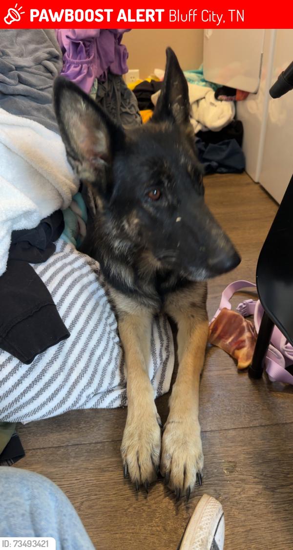 Lost Female Dog last seen Near a barn on the hill, Bluff City, TN 37618