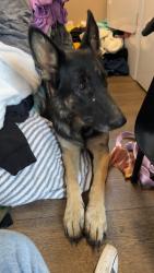 Lost Female Dog last seen Near a barn on the hill, Bluff City, TN 37618