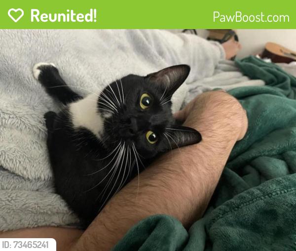 Reunited Female Cat last seen 21st and Valencia, San Francisco, CA 94110