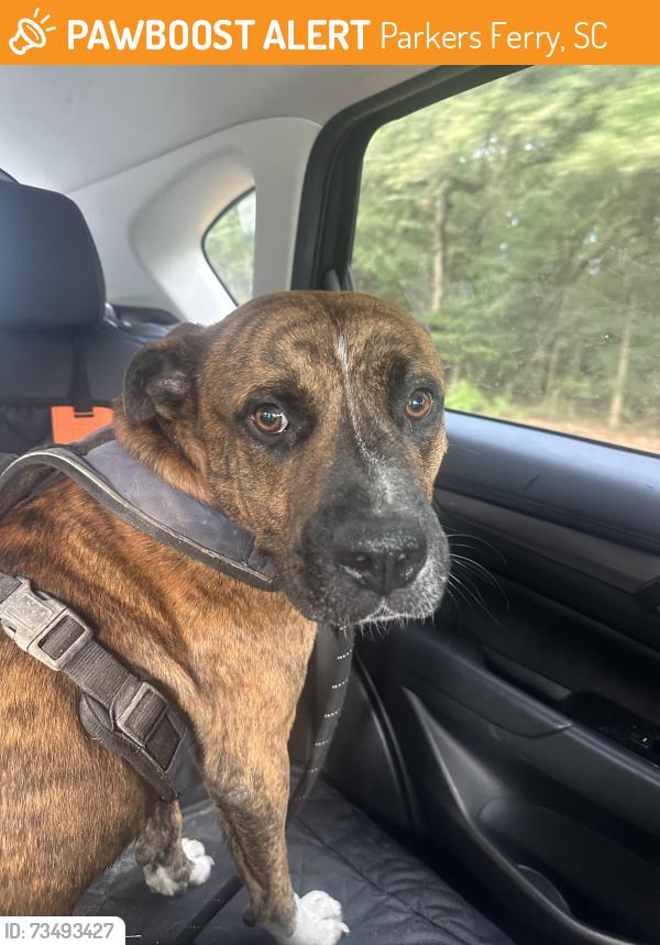 Found/Stray Male Dog last seen Greater St Mark Church, Parkers Ferry, SC 29426