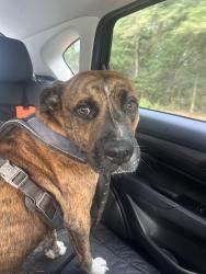 Found/Stray Male Dog last seen Greater St Mark Church, Parkers Ferry, SC 29426