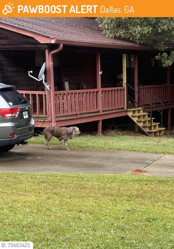Found/Stray Unknown Dog last seen Ansley Dr and Macland Rd Dallas Ga 30157, Dallas, GA 30157